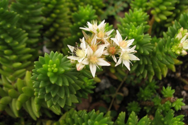 白花小鬆怎麼養