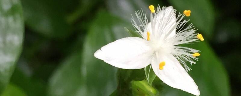 白花紫露草可以水養嗎