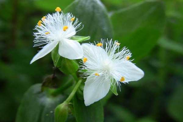 白花紫露草可以水養嗎