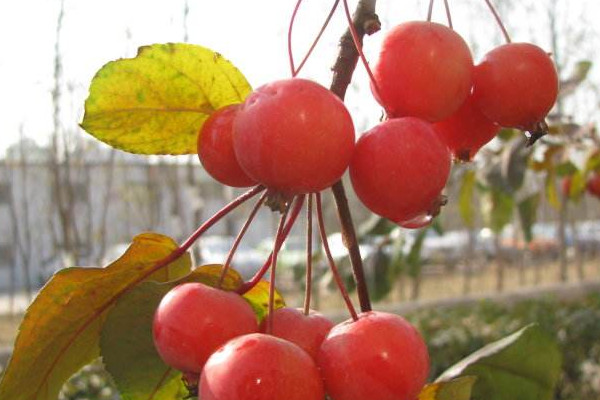 冬紅海棠怎麼修剪