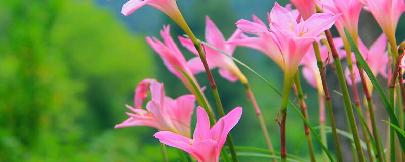 風雨蘭花語