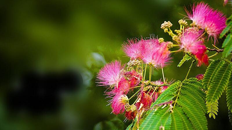 合歡花怎麼養