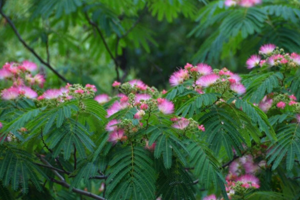 合歡花怎麼養