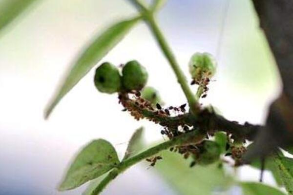 花椒蚜蟲用什麼藥防冶