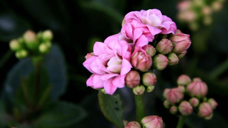 長壽花葉子發軟怎麼辦