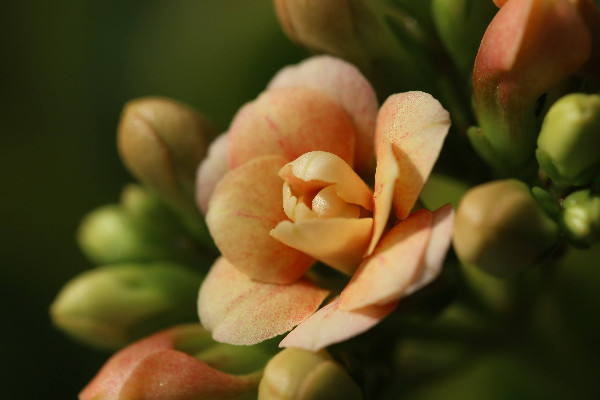 長壽花葉子發軟怎麼辦