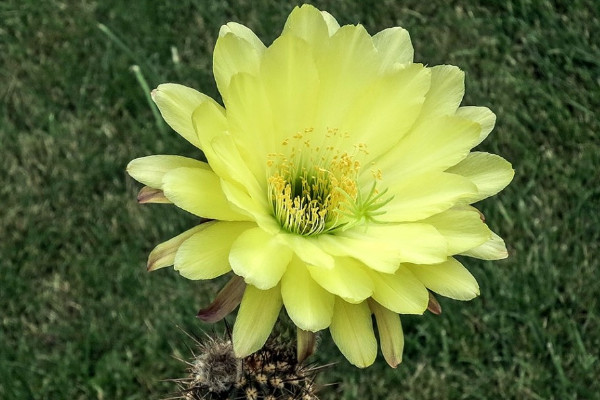 毛花柱幾年開花