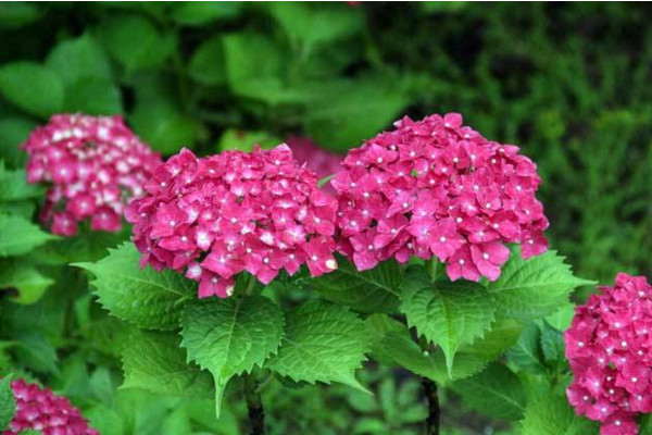 繡球隻長葉子不開花