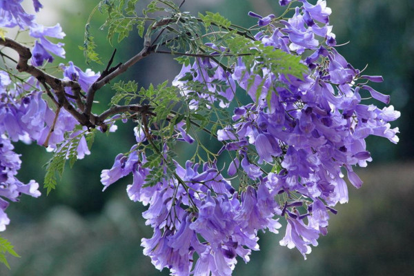 藍楹花和藍花楹區別