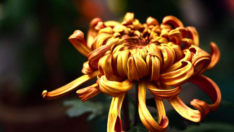 菊花怎麼養