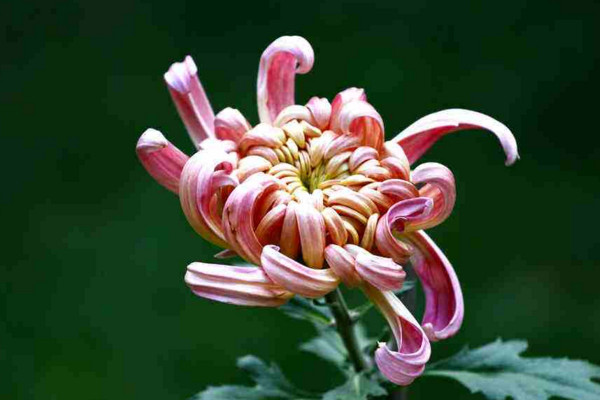 菊花怎麼養