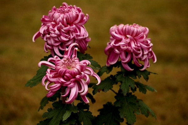 菊花怎麼養