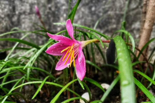 風雨蘭什麼時候翻盆好