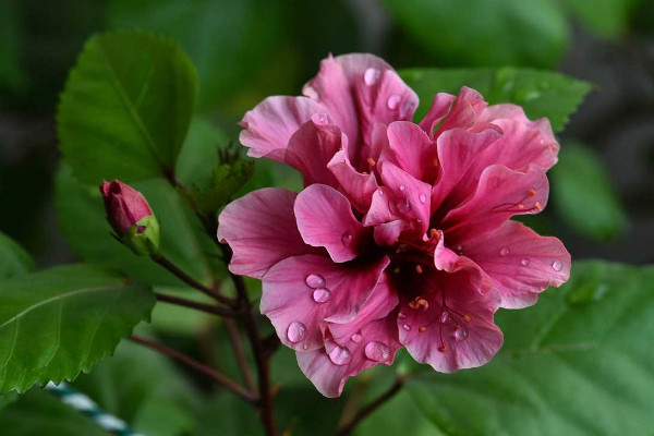 扶桑花春天什麼時候發芽