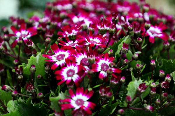 瓜葉菊開完花後怎麼處