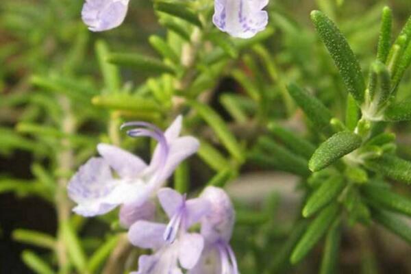 迷迭香的花語