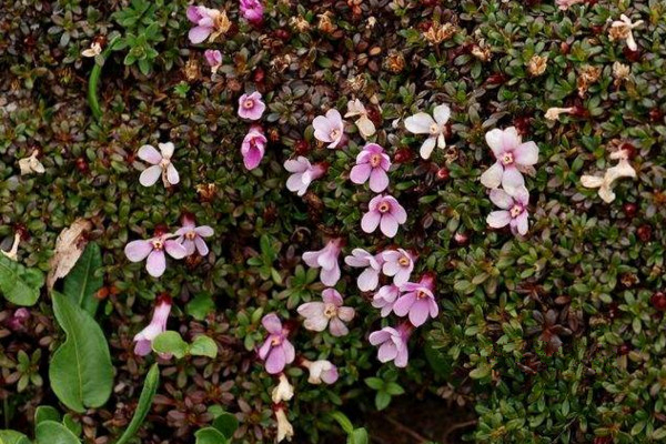 紅花岩梅栽種方法