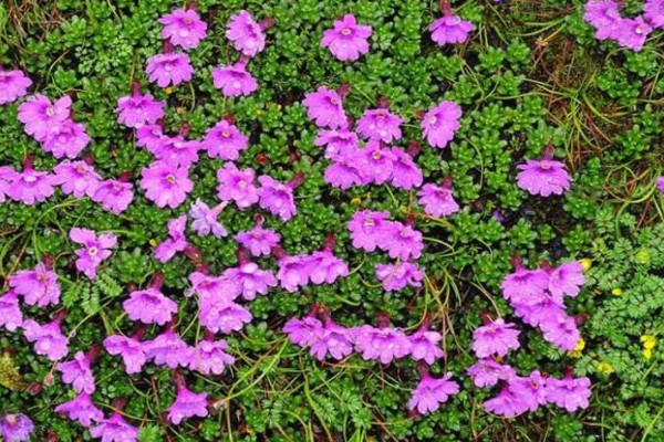 紅花岩梅怎麼種植