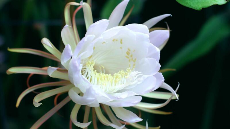 曇花什麼時候開花