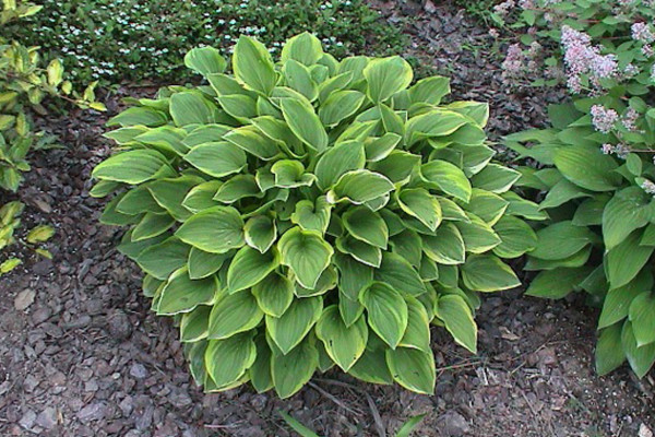 花葉玉簪怎麼養