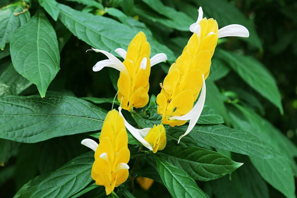 金苞花怎麼修剪