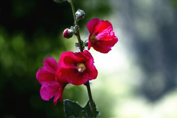 蜀葵怎樣發芽