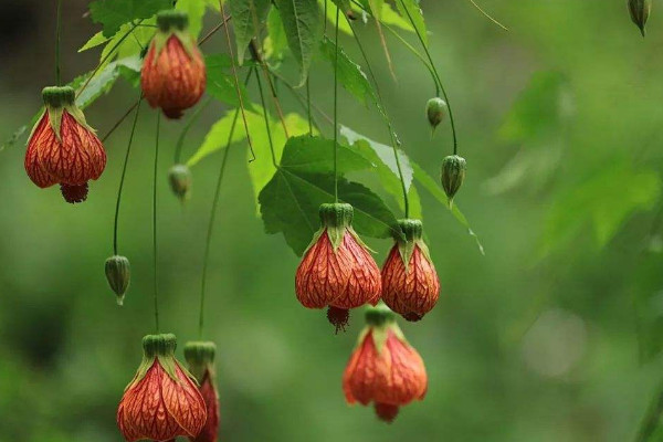 金鈴花的花語