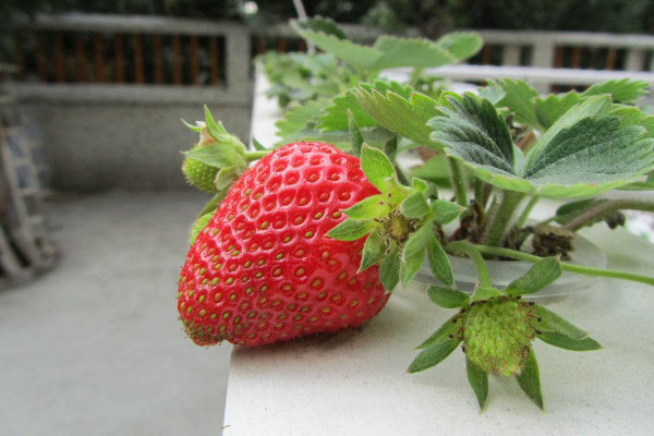 草莓可以養在水裏嗎