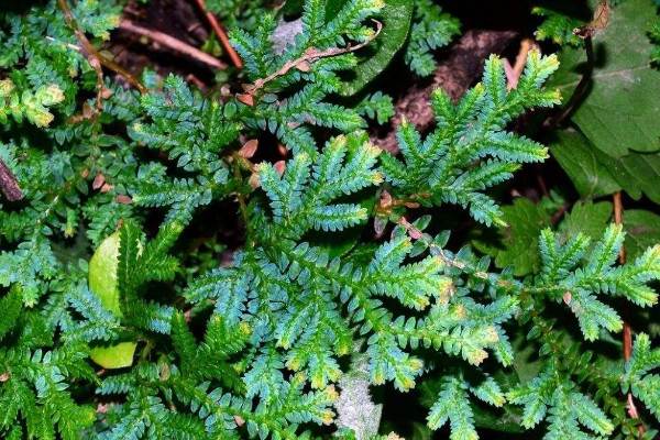 翠雲草可以水養嗎