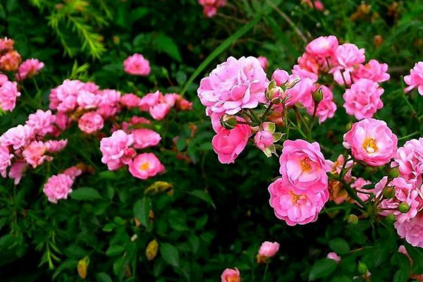 保加利亞玫瑰花花語