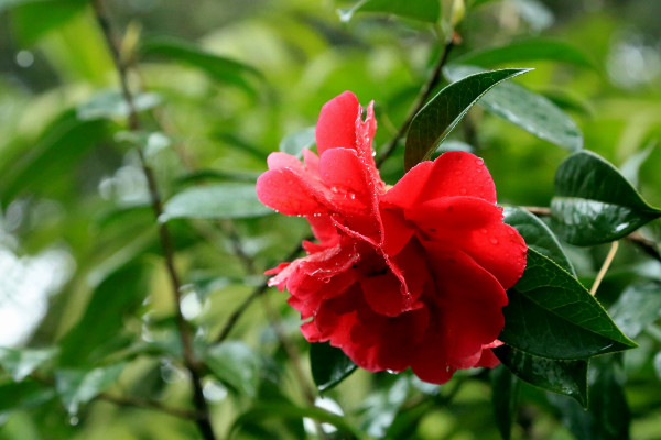 茶花開花掉葉怎麼辦