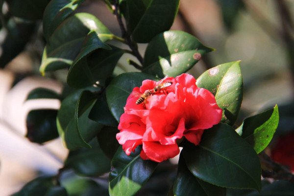 茶花開花掉葉怎麼辦