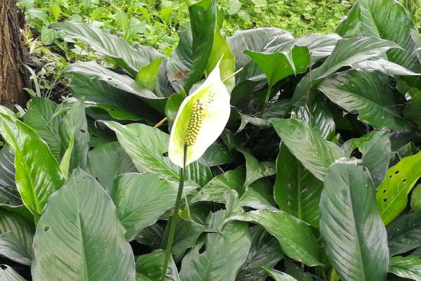 白鶴芋怎麼澆水