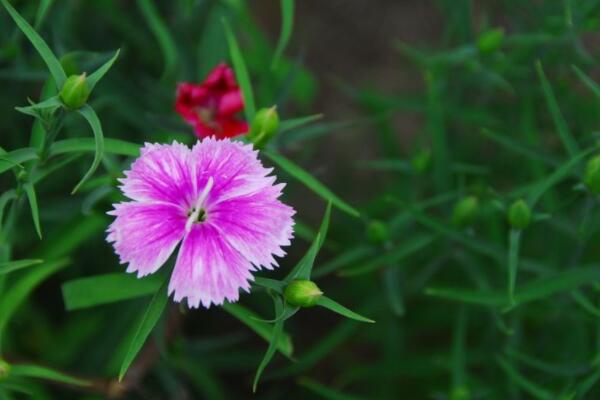 宿根花卉有哪些花