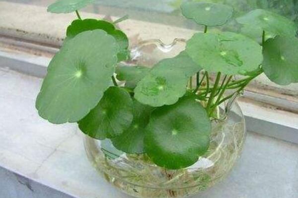 香菇草怎麼水培