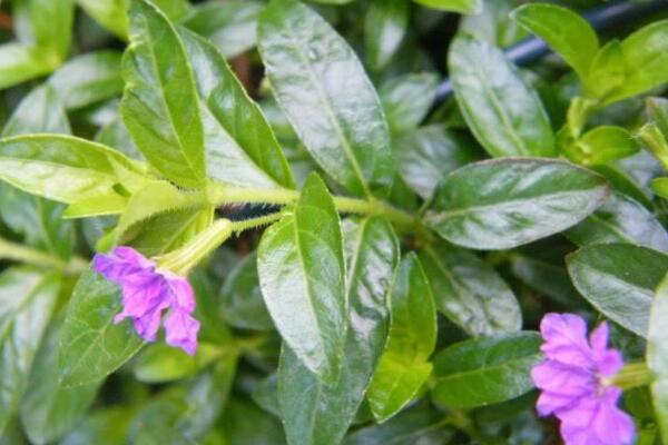 細葉雪茄花葉子幹枯