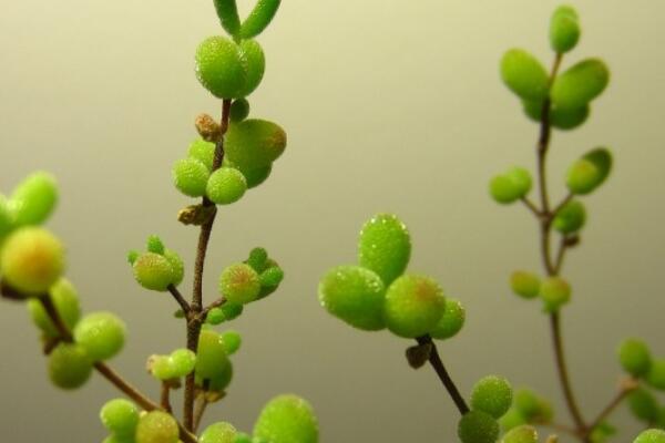 枝幹番杏為什麼不開花