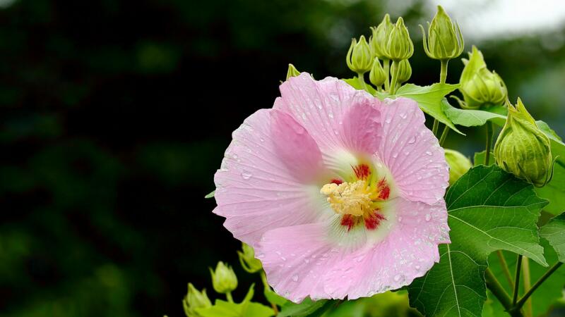 芙蓉花怎麼養