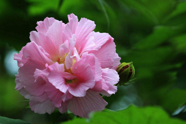 芙蓉花怎麼養