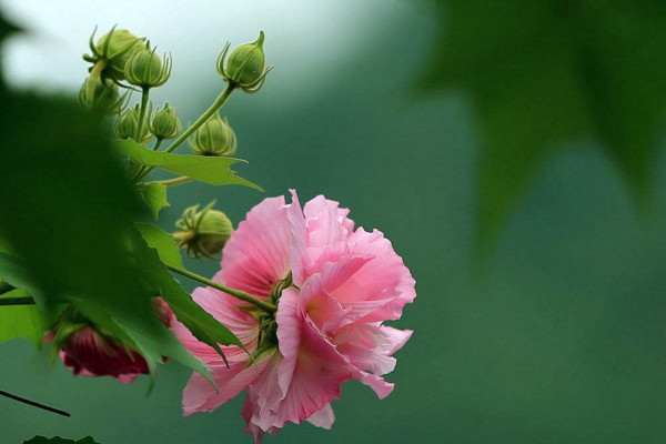 芙蓉花怎麼養