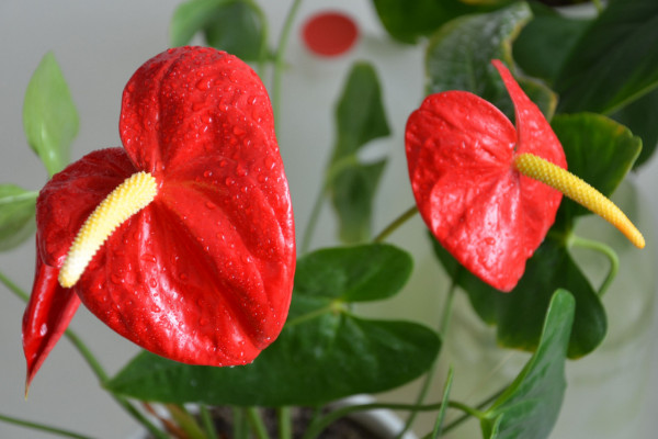 冬季紅掌蔫了怎麼辦