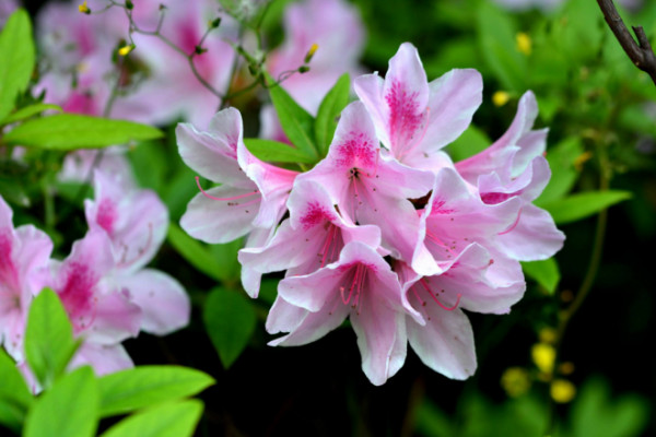 杜鵑花水澆多了怎麼辦