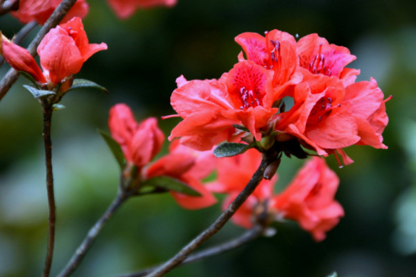 杜鵑花水澆多了怎麼辦