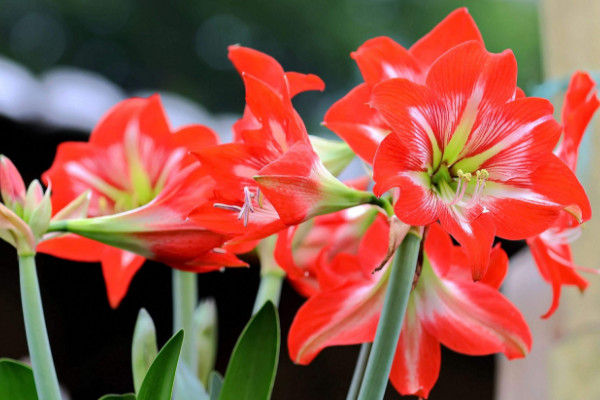 對紅花什麼時候換盆