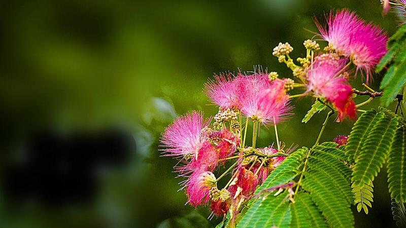 合歡花花語