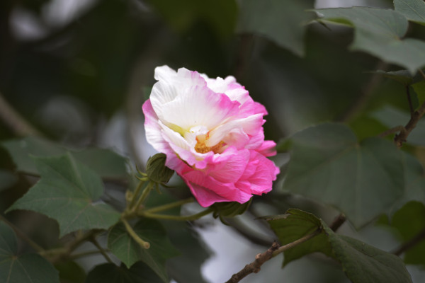 芙蓉花的葉片怎麼栽