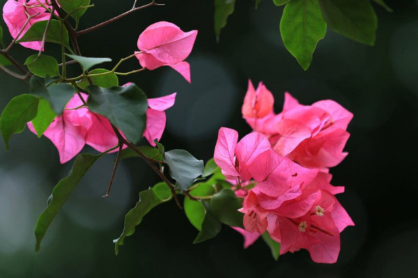 光葉子花怎麼修剪