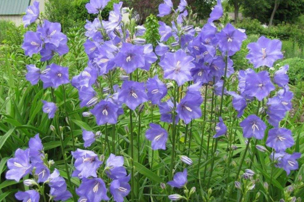 風鈴花怎麼澆水