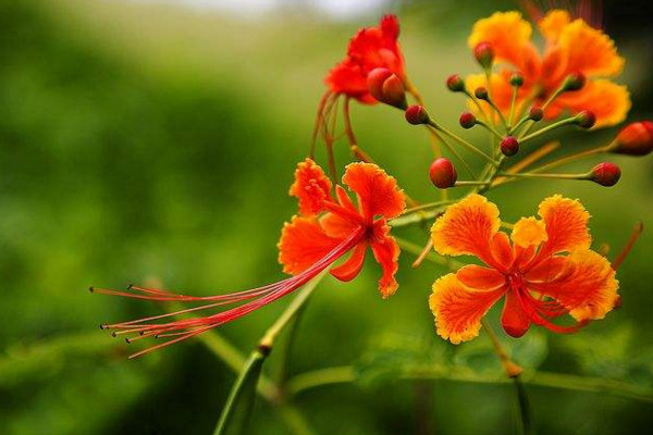 鳳凰花怎麼種植