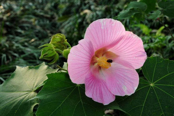 芙蓉花開完花怎麼剪枝